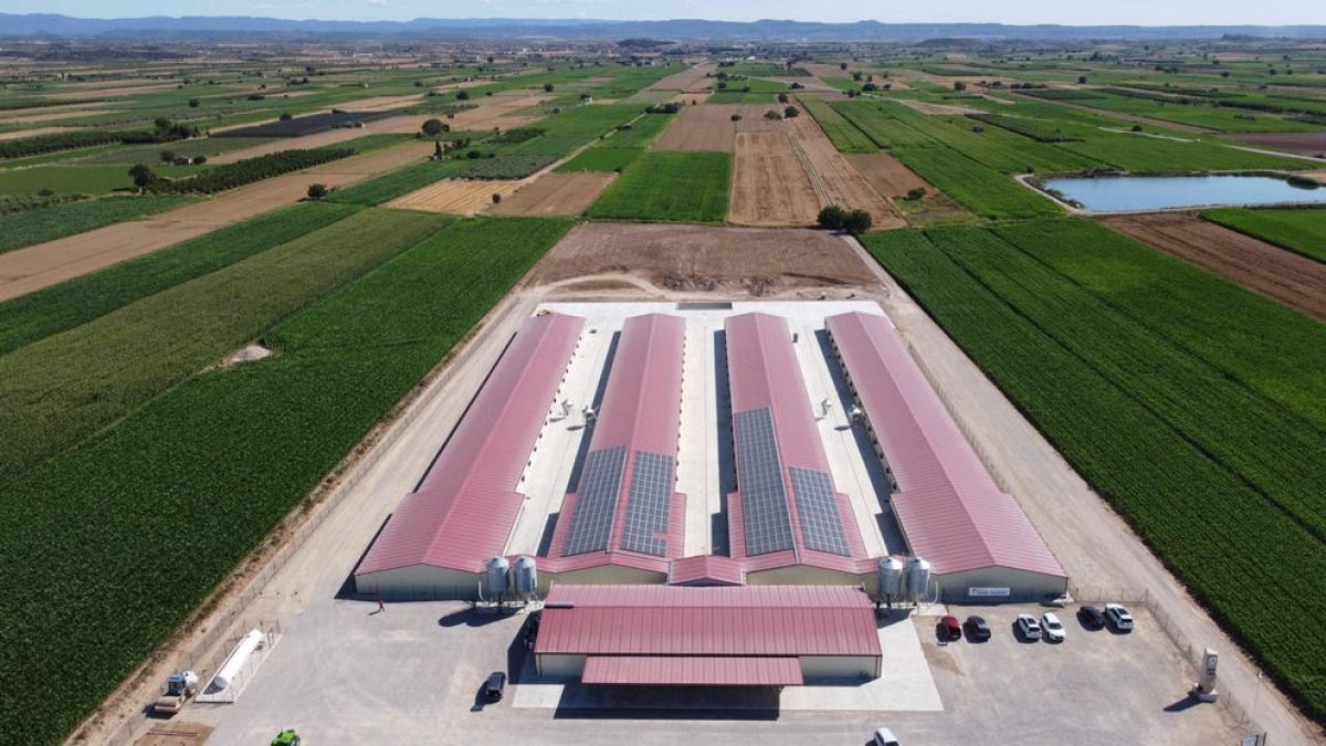 Imatge aèria de la Granja Finet, a Arbeca.