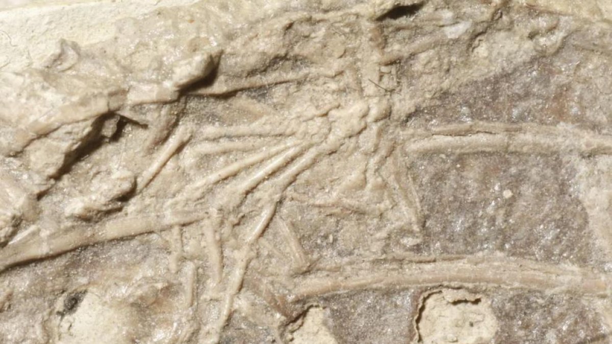 Primer registro fósil de un dinosaurio comiéndose a un mamífero