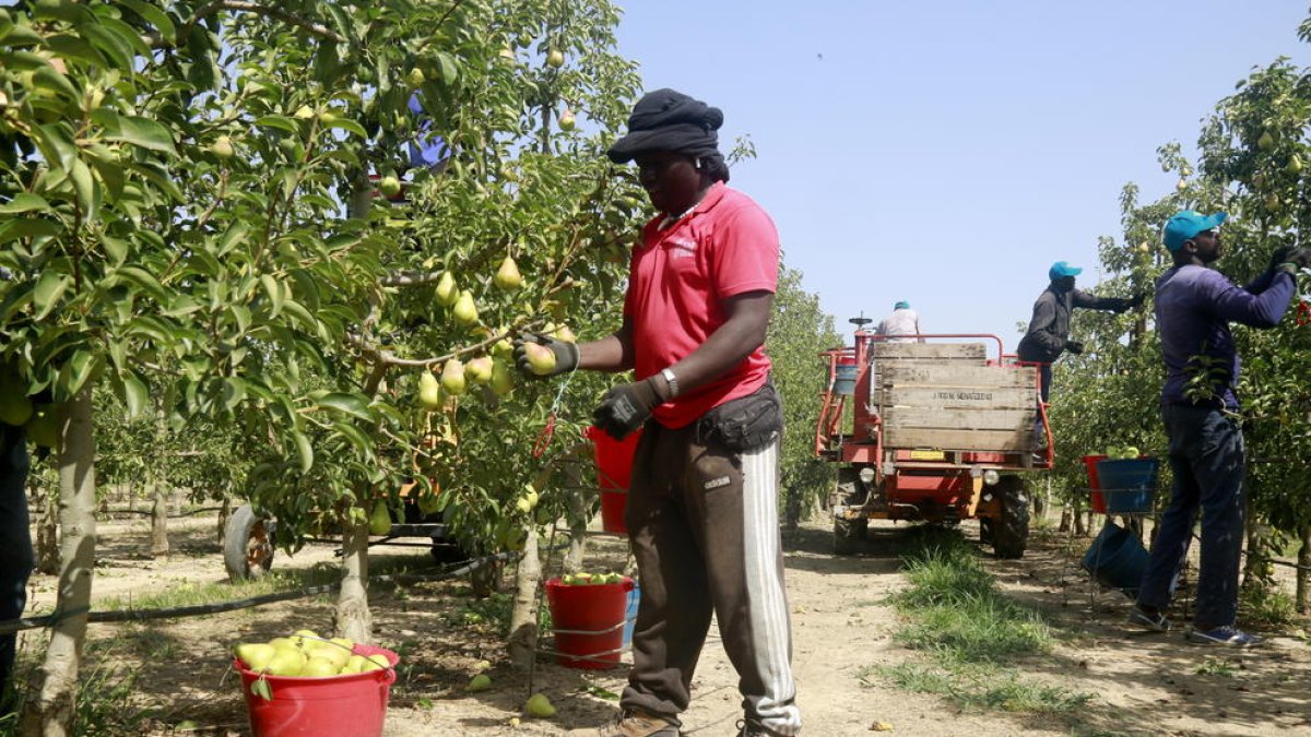 El calor, la sequía y la falta de mano de obra marcan el inicio de la cosecha de la pera llimonera en Ponent