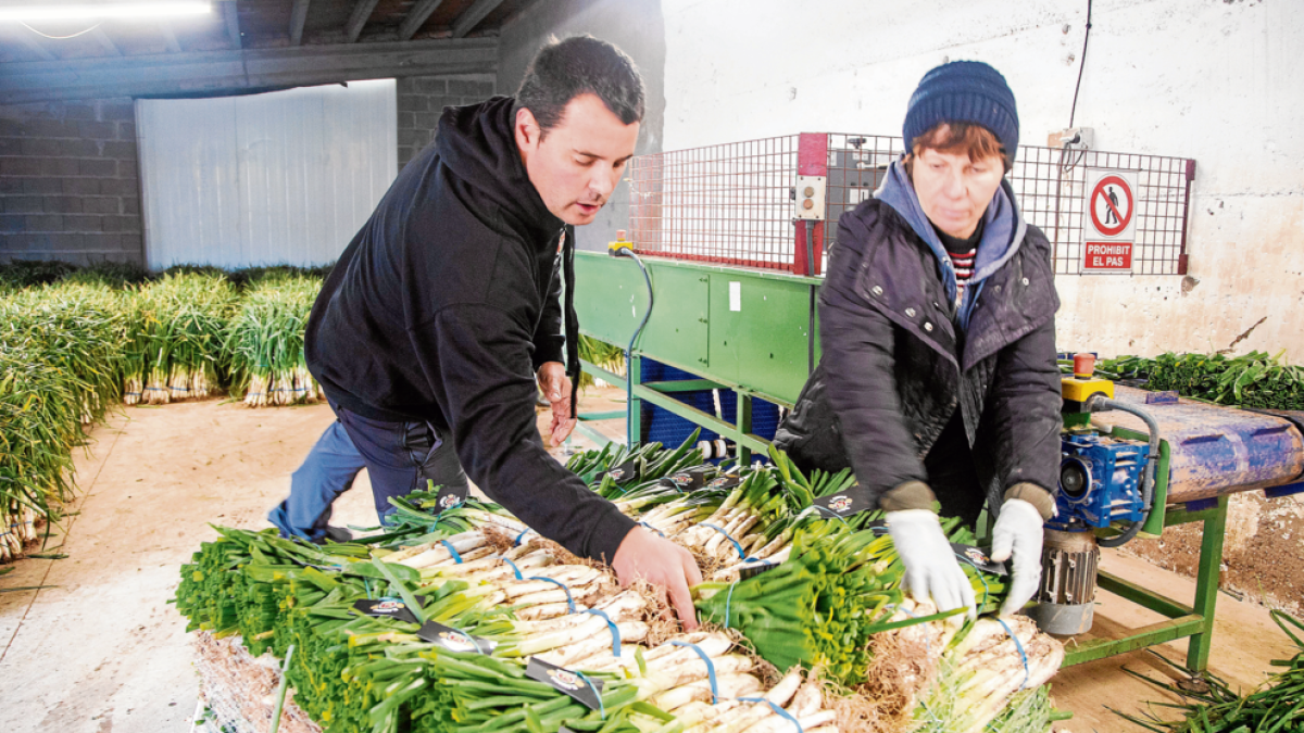 El Guardià Calçots, en La Guàrdia d'Urgell, empezó la campaña de ventas a principios de diciembre.