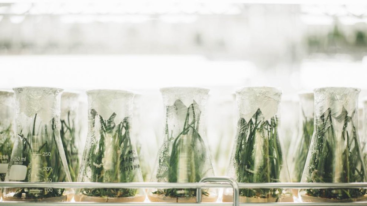 Un estudi identifica una proteïna en plantes que els confereix tolerància a la sequera