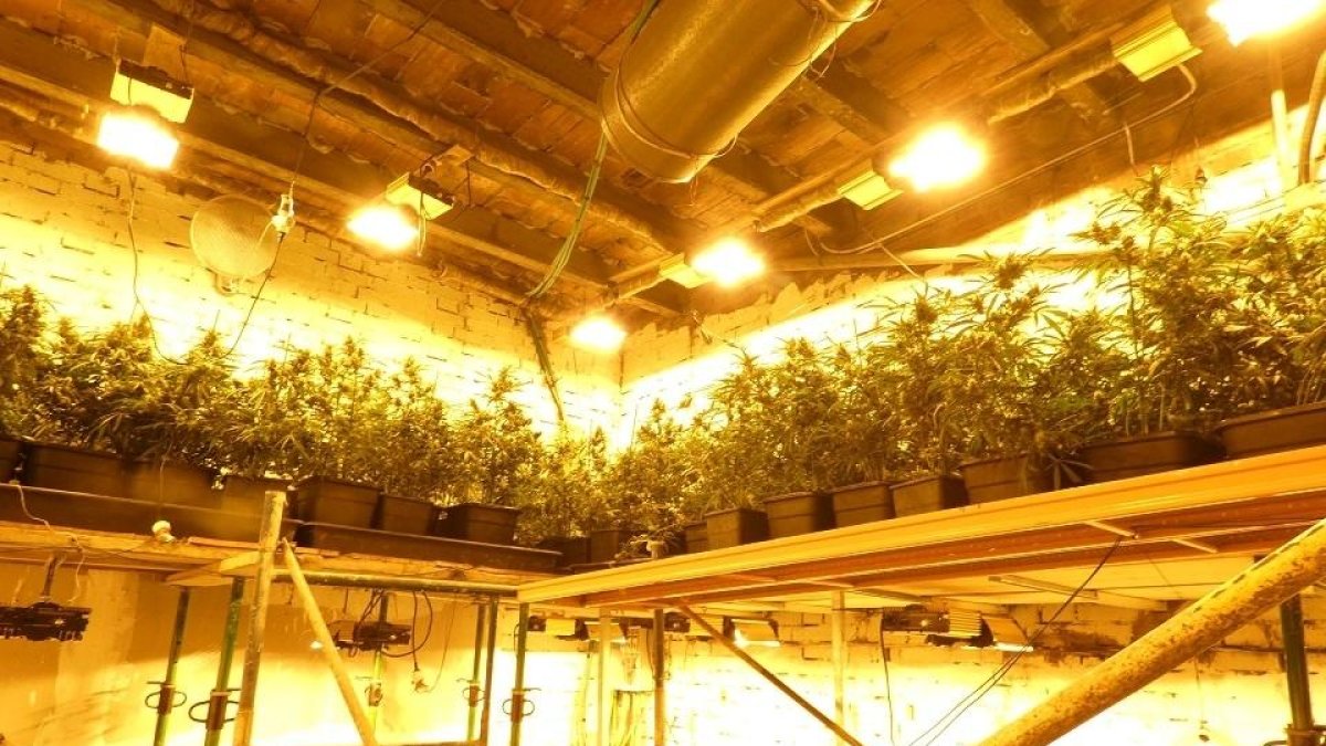 Imatge d'arxiu d'una plantació de marihuana descoberta a la Noguera.