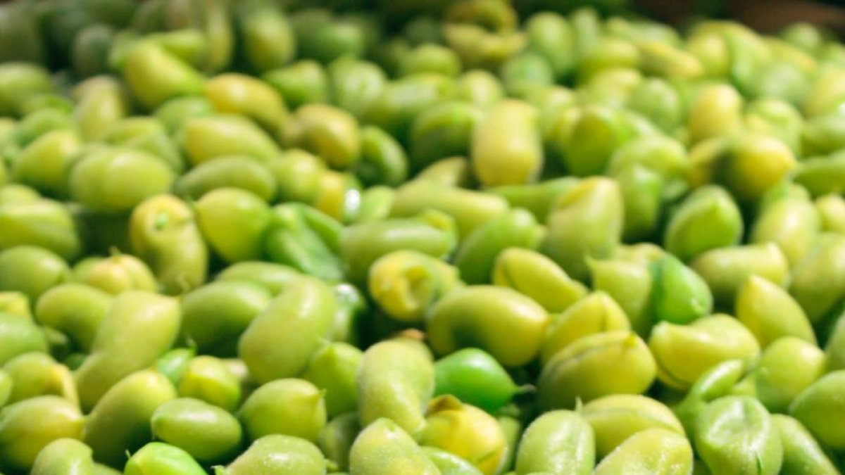 Lleida augmentarà la producció de soja per a burgers vegetals