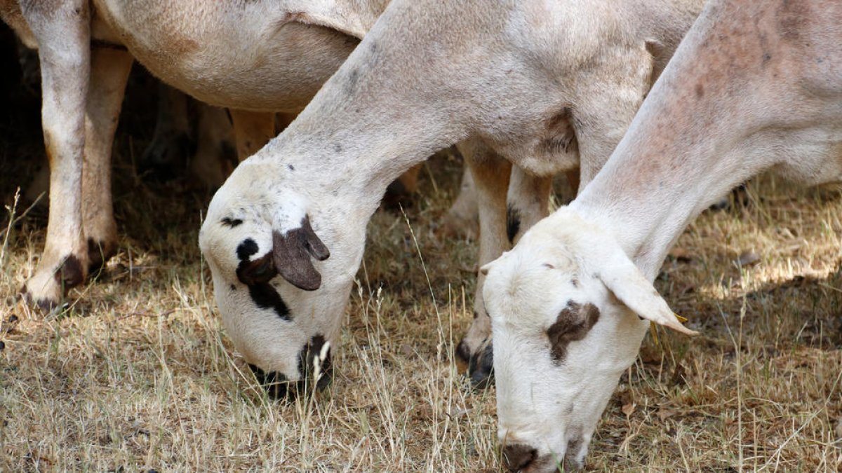 Dos ovejas buscando comida en un campo de Peramea.