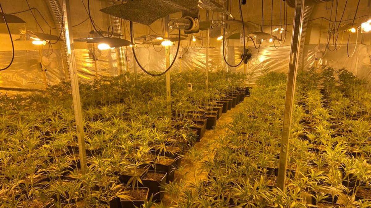 Foto de una plantación desmantelada en Lleida en septiembre.