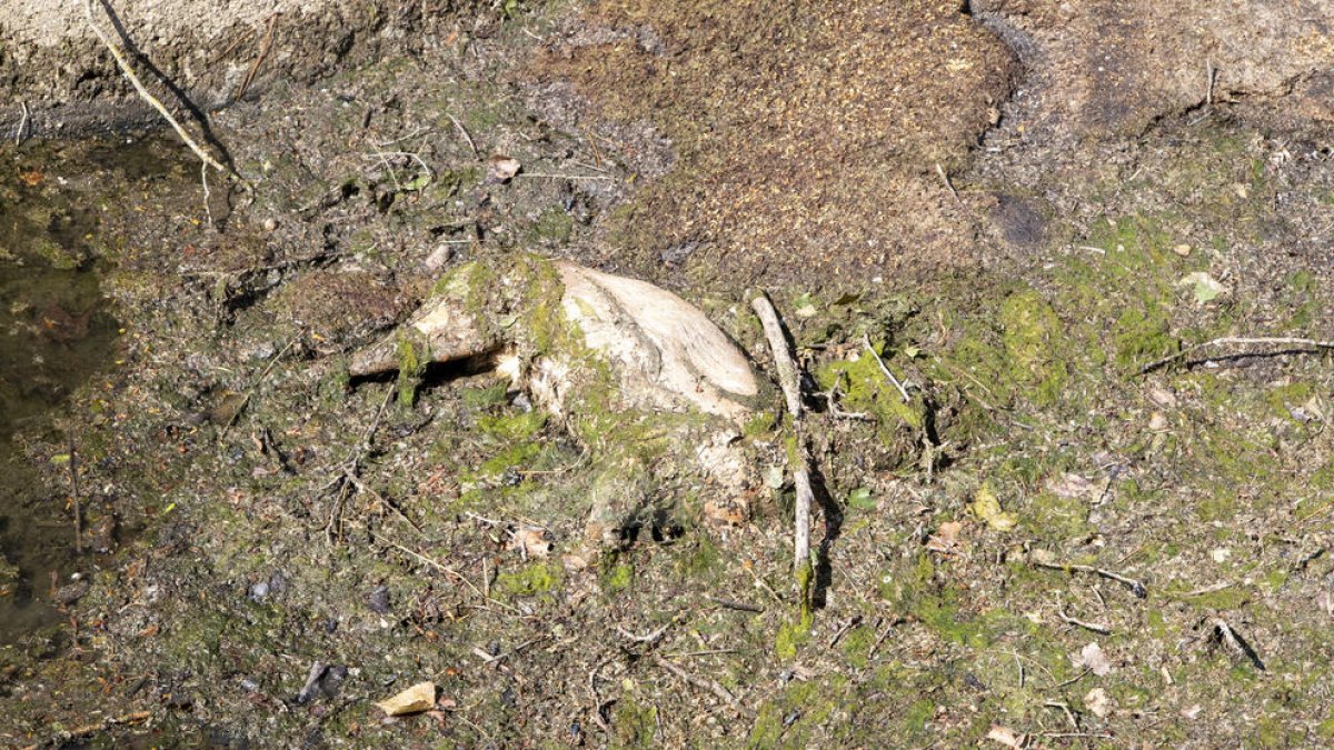 Un cabirol mort en unes comportes al Canal d'Urgell a Agramunt.