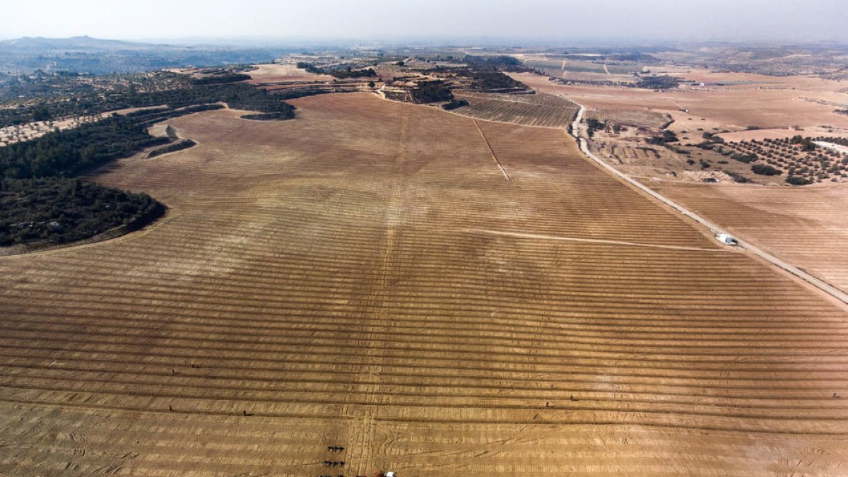 Vista aèria de la plantació de pistatxers de Castelldans.