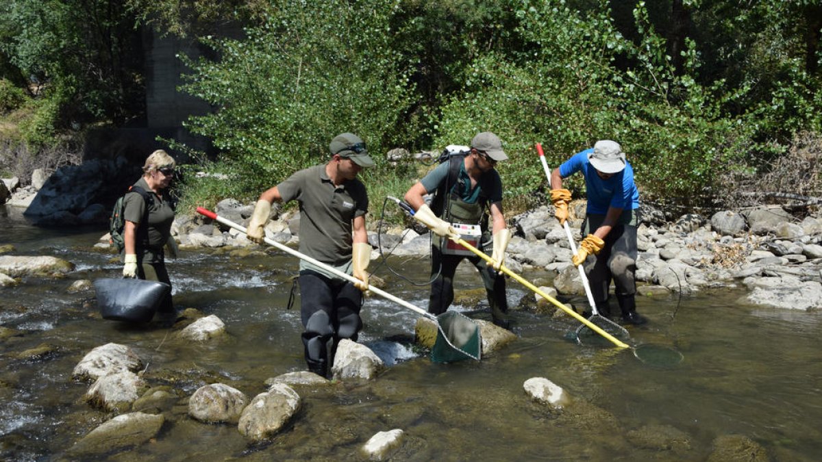 Un momento de la captura de peces en el Segre a su paso por Alàs.