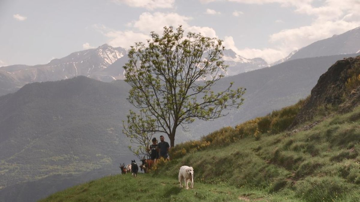 En el Pallars Sobirà, la ganadería sigue siendo fundamental.