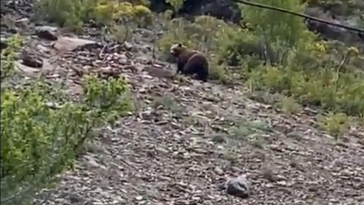 Fotograma del vídeo de un oso cerca de Sorpe.