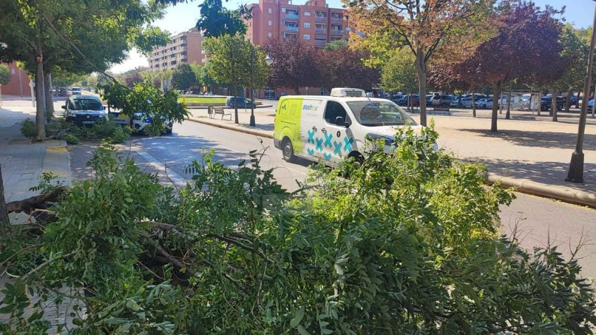 Les branques, de grans dimensions, al terra al carrer Corregidor Escofet de Lleida aquest dimecres.