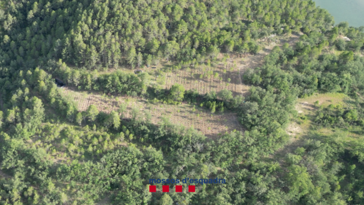 Un detenido al desmantelar una macroplantación con casi 5.000 plantas de marihuana en el Alt Urgell