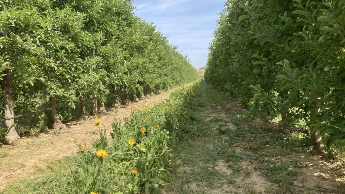 Flors silvestres contra plagues a Lleida