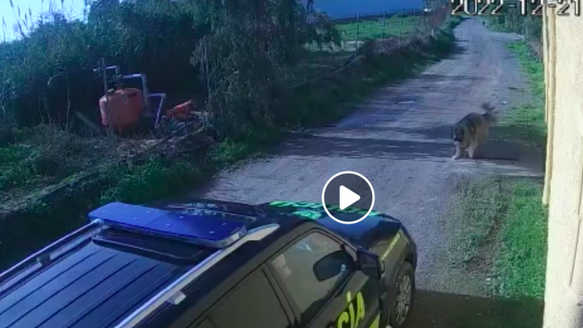 Dos policias de Chipiona (Cadiz) atropellen un gos i el deixen morir sense ajudar-lo