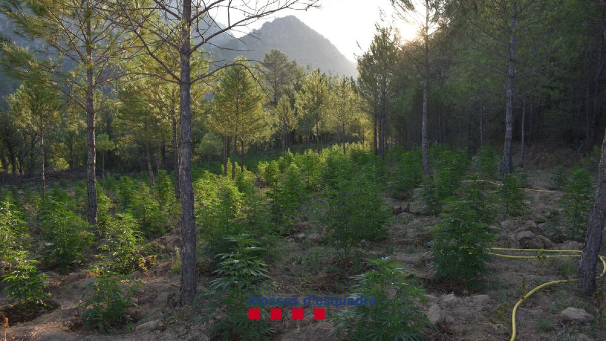 Agents dels Mossos d'Esquadra van localitzar dimarts més de 4.000 plantes en un cultiu en una zona boscosa a Coll de Nargó