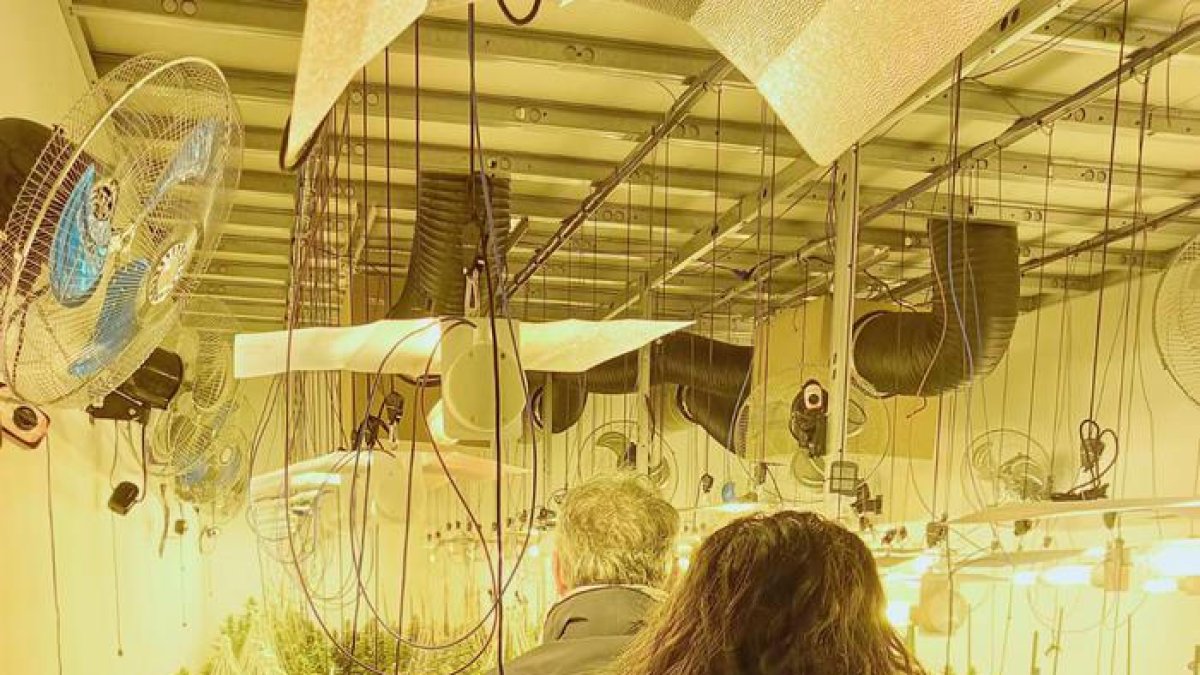 Agents dels Mossos d’Esquadra en una de les plantacions de marihuana desarticulades.