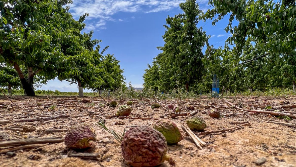 Una finca de Castelldans que riega del Canal d'Urgell donde se da por perdida totalmente la cosecha