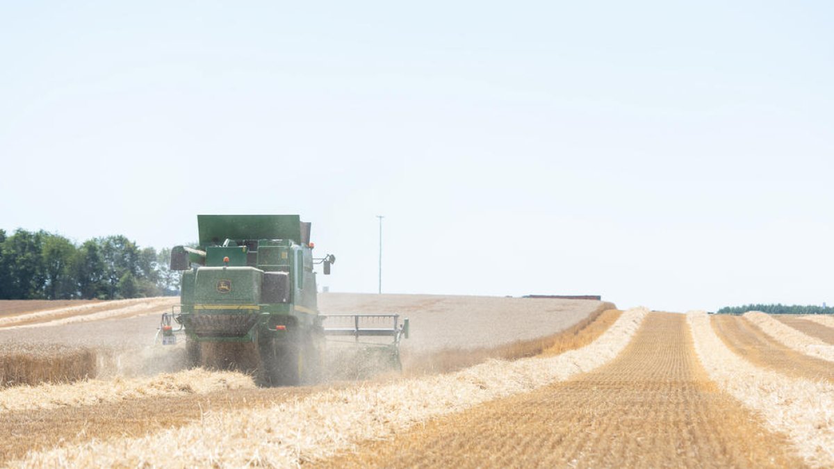 El sector de los herbáceos es uno de los que cuenta con ayudas directas.