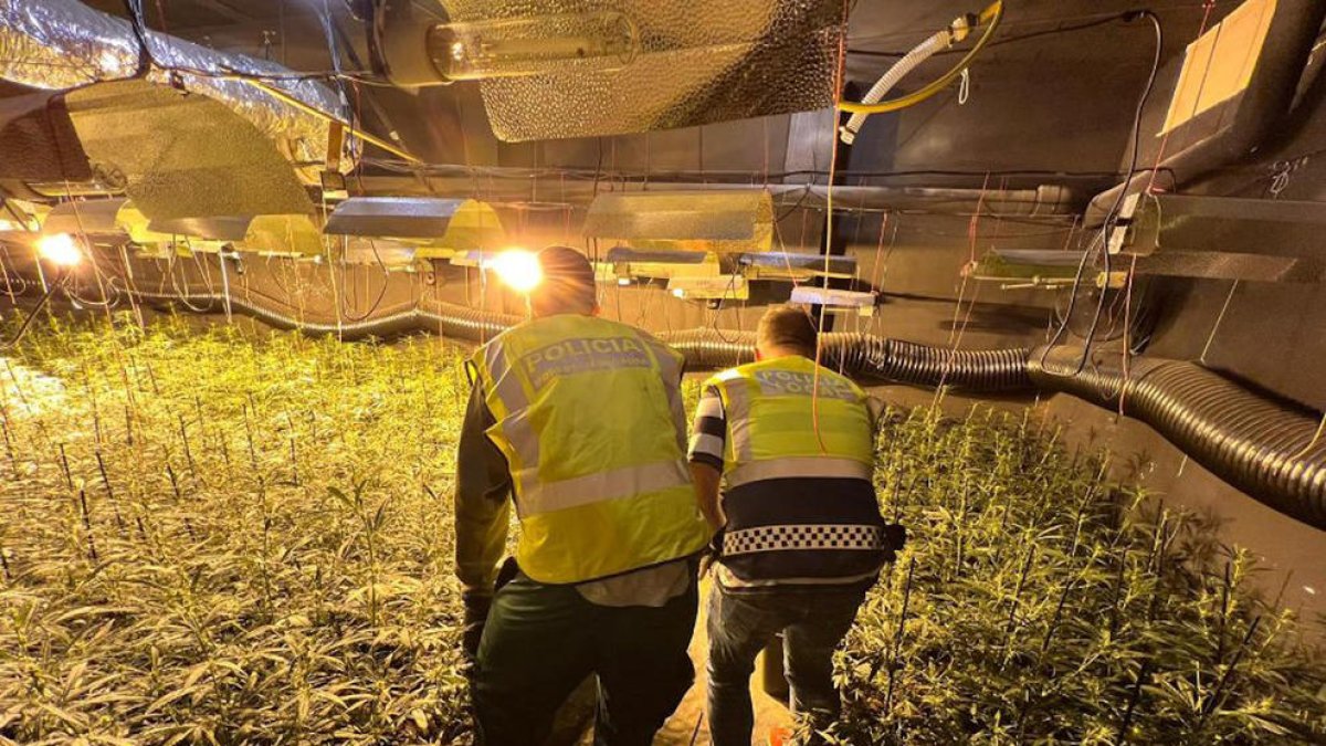 Golpe al tráfico de marihuana en una urbanización de Cambrils