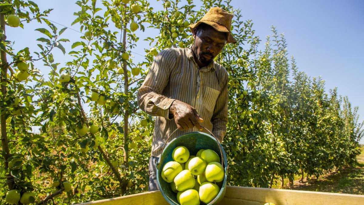 En aquesta finca de l’Horta de Lleida van collir ahir les primeres pomes golden de la temporada.