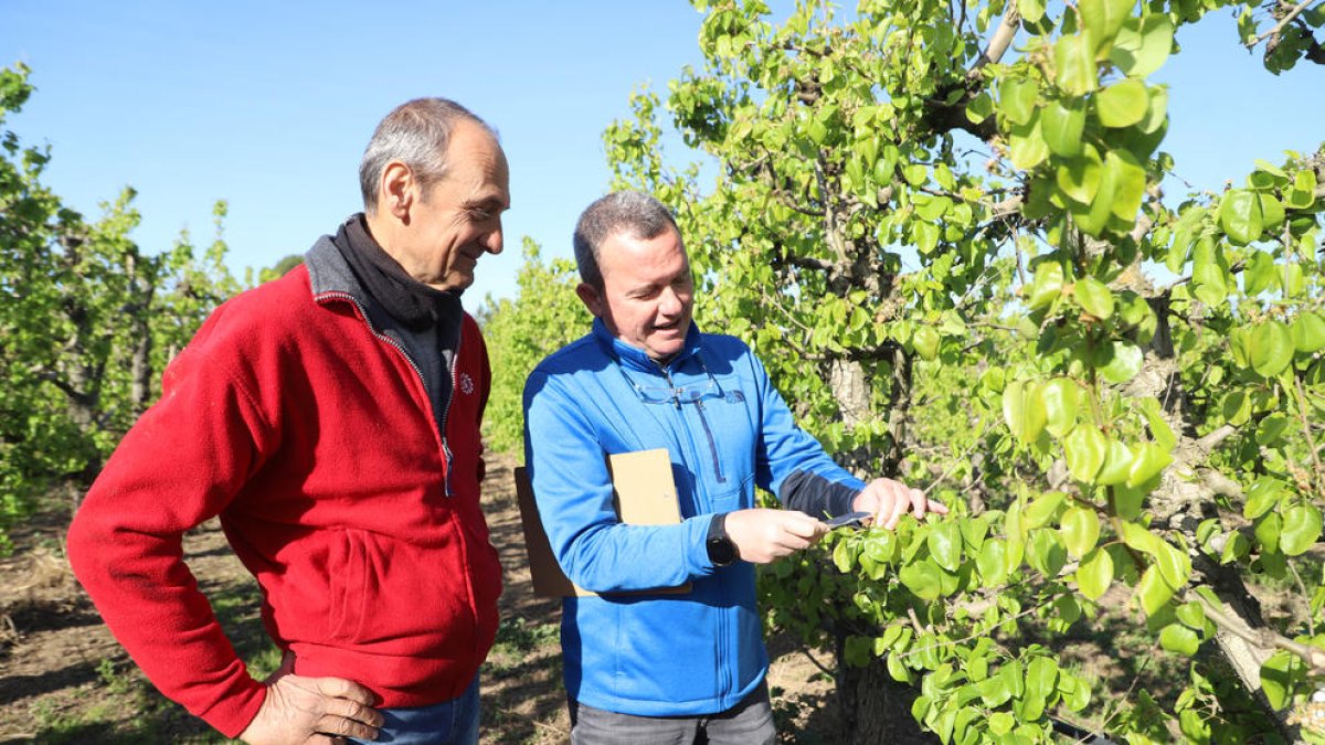 Peritación de daños sufridos por el frío en una finca.