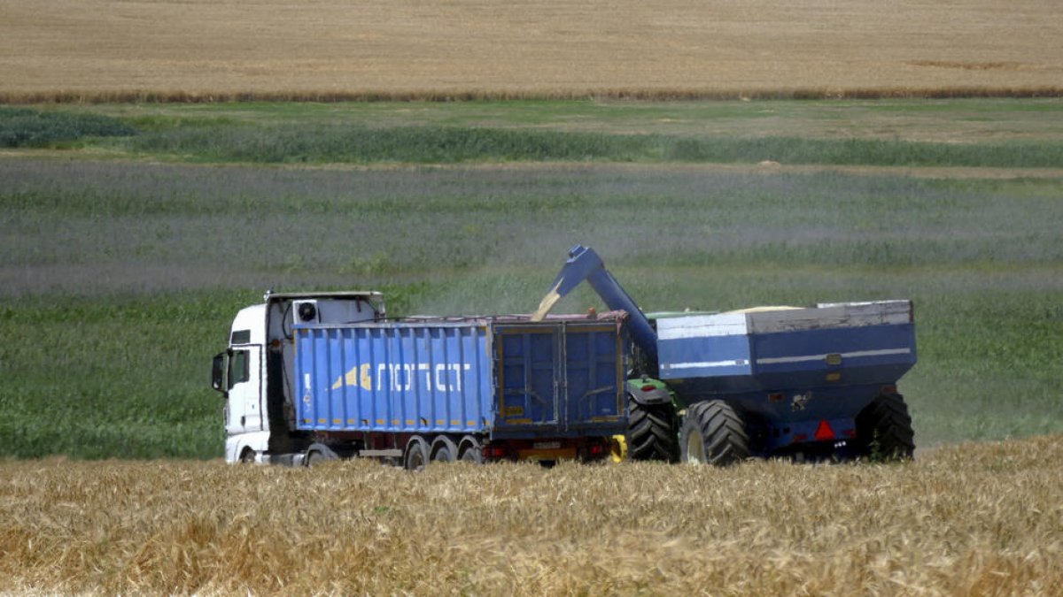 Cultiu de gra per a l’exportació a la regió ucraïnesa d’Odessa.