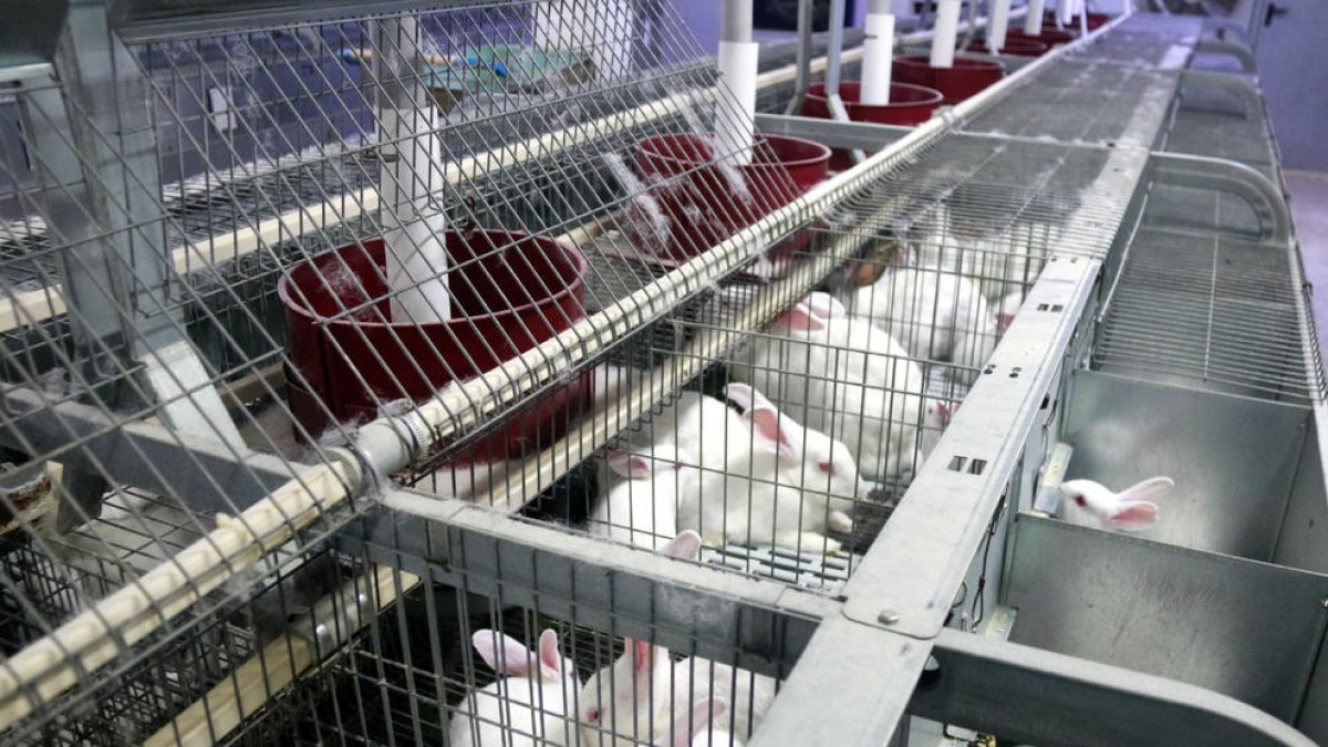 Granges. Lleida compta amb granges molt professionalitzades, com aquesta de Torà.