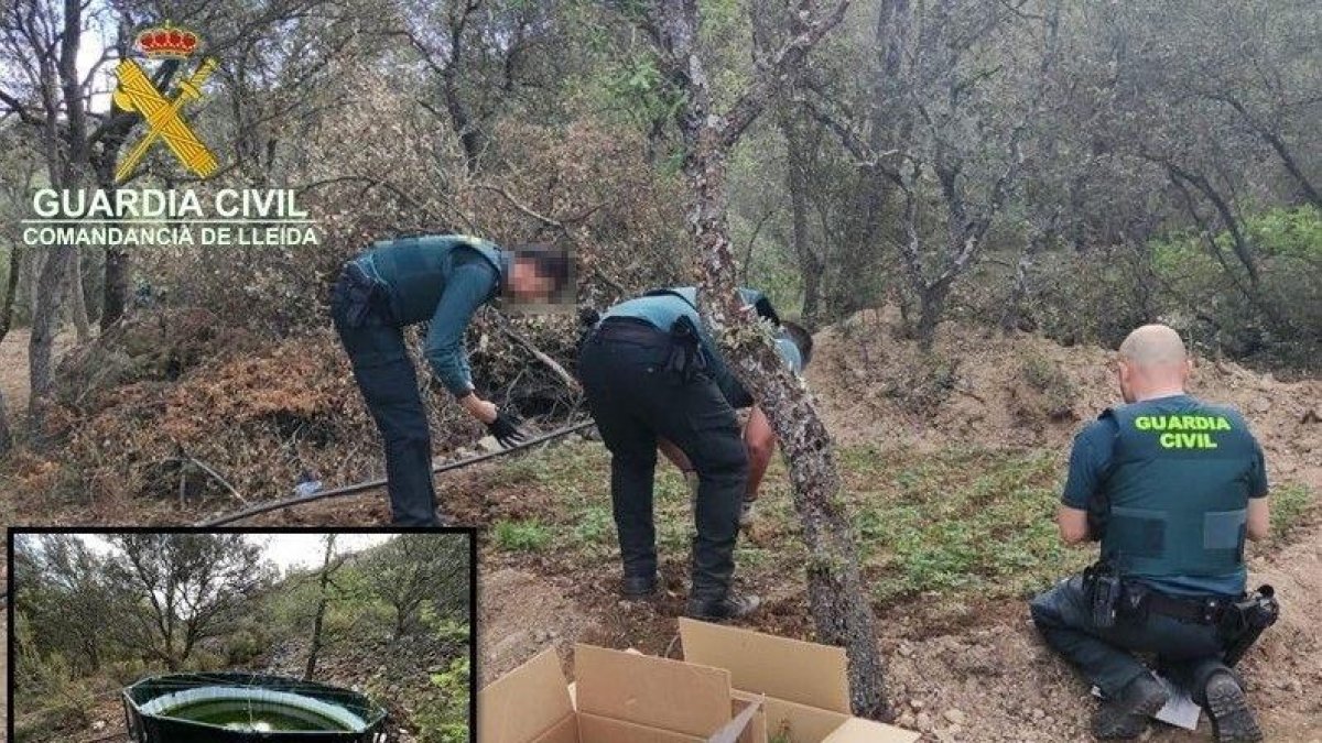 La plantación de marihuana encontrada cerca del pantano de Camarasa.