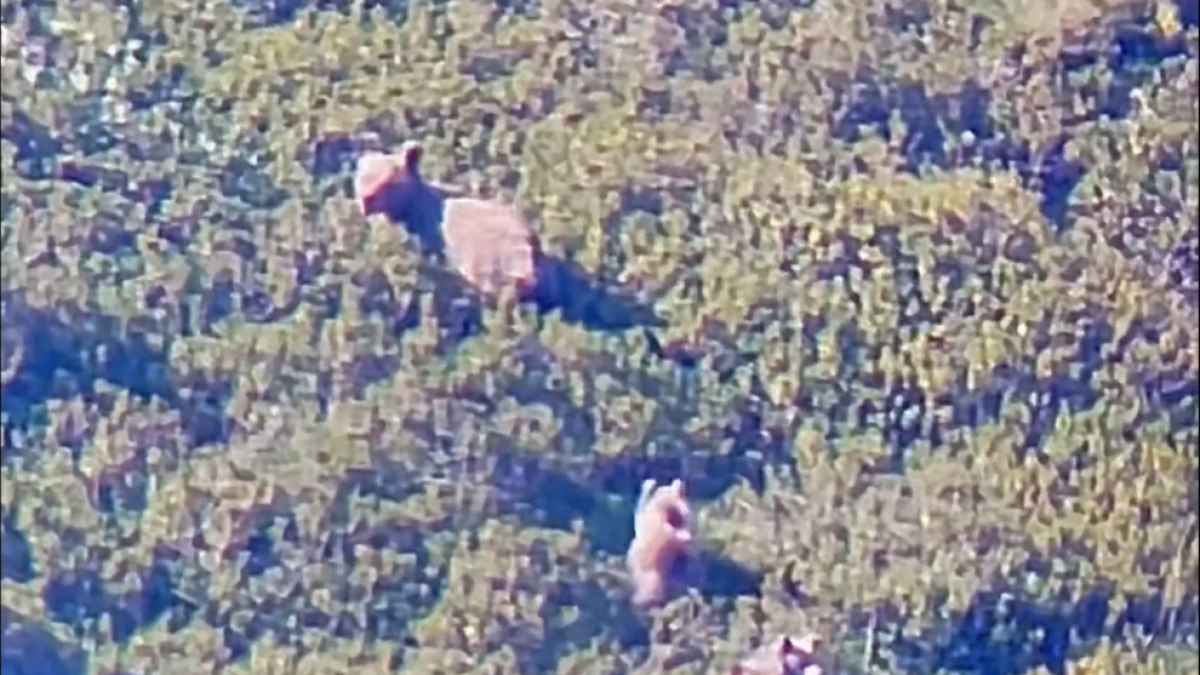 VÍDEO: Localitzen una ossa amb dos cadells a la Vall d'Aran