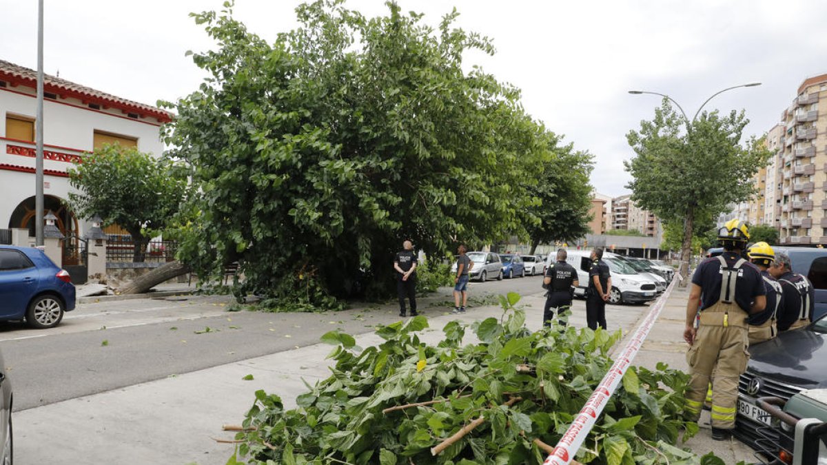 L’arbre que va caure ahir sobre un cotxe a l’avinguda Doctor Fleming de Lleida ciutat.
