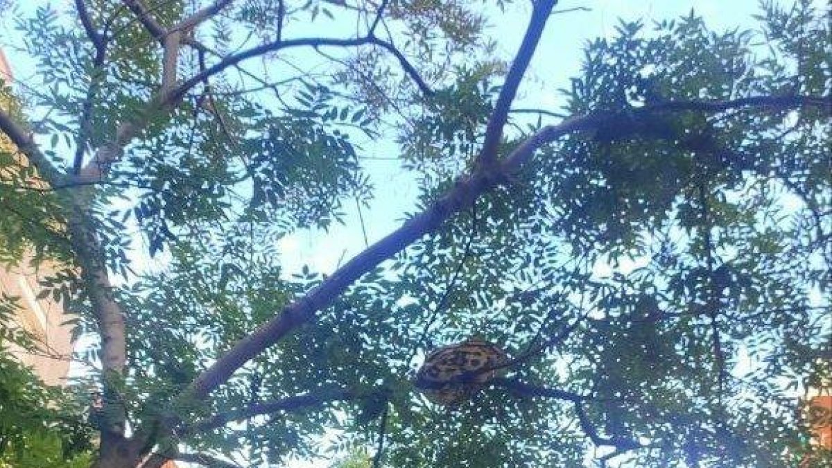 Alarma a Barcelona: troben una serp pitó de 15 quilos enroscada en un arbre