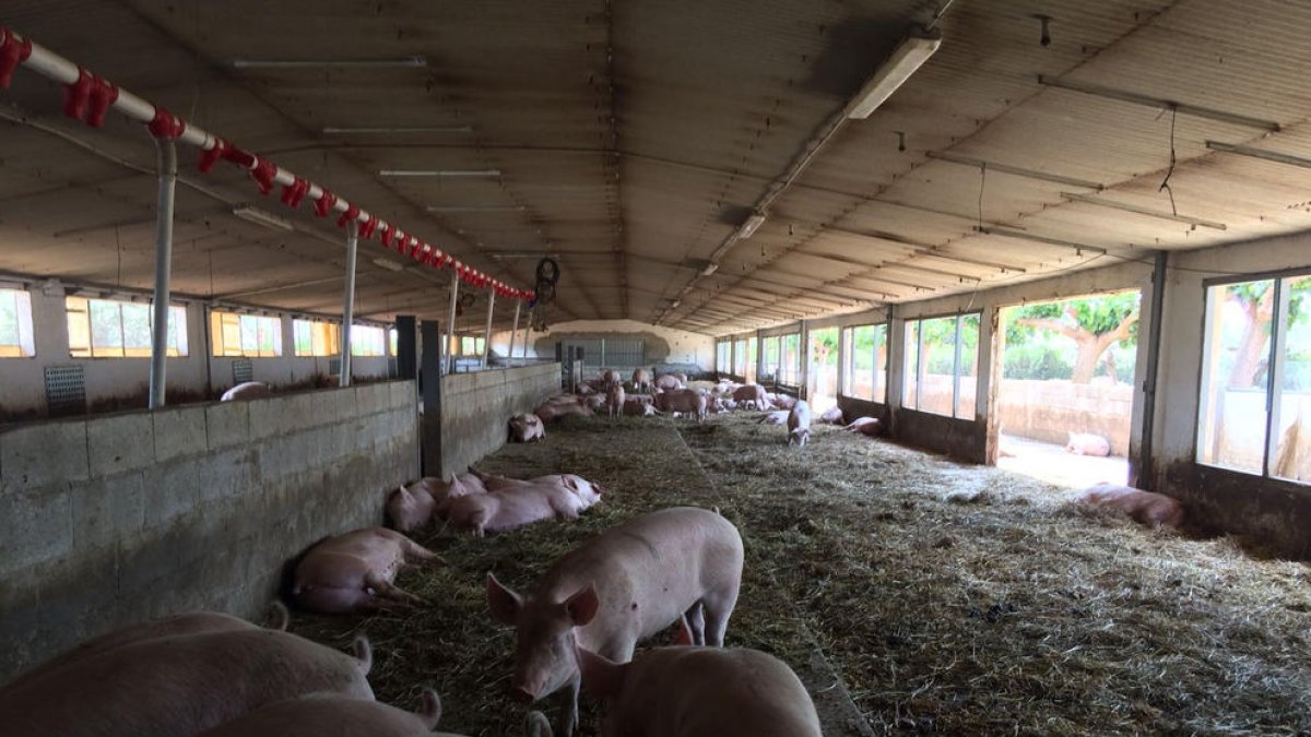 Imatge de la granja de verres en sistema de producció ecològica.