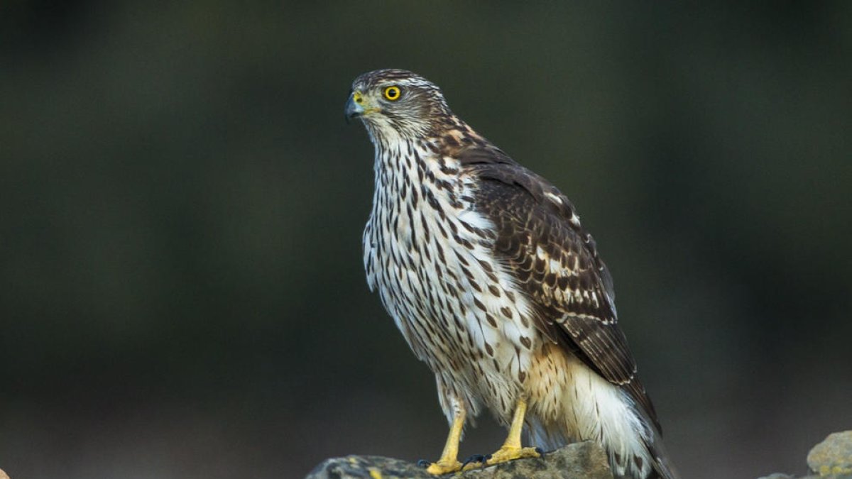 Exemplar d’astor, com el detectat amb el virus del Nil a Lleida.