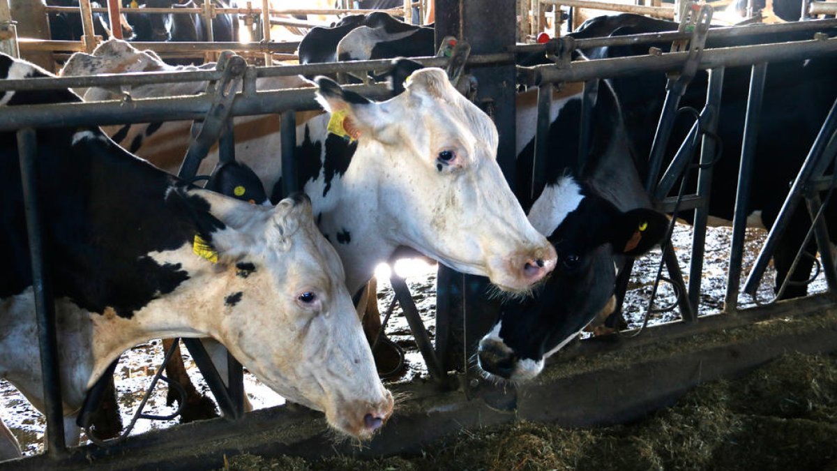 A l’Alt Urgell i la Cerdanya hi ha 79 explotacions i la producció és de 69.000 litres de llet anuals.