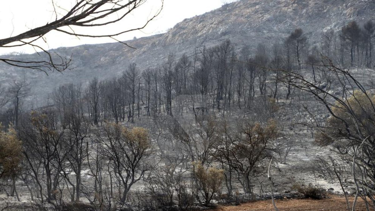Terreny cremat a l'incendi de Baldomar, a Artesa de Segre.