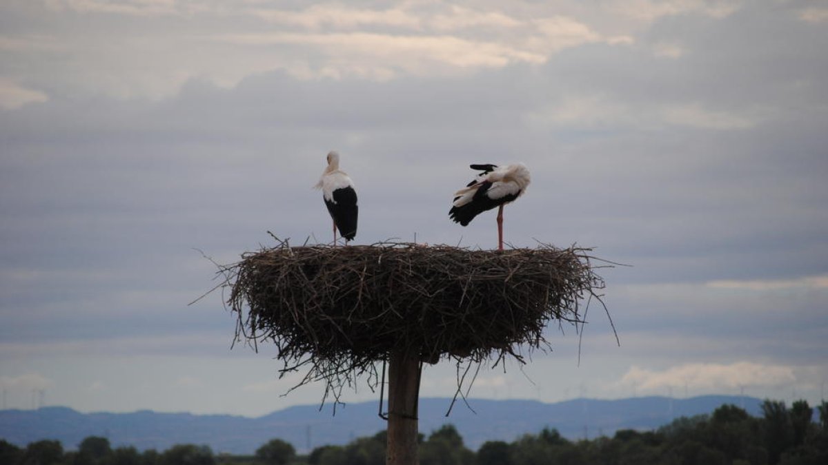Cigüeñas en el Estany.
