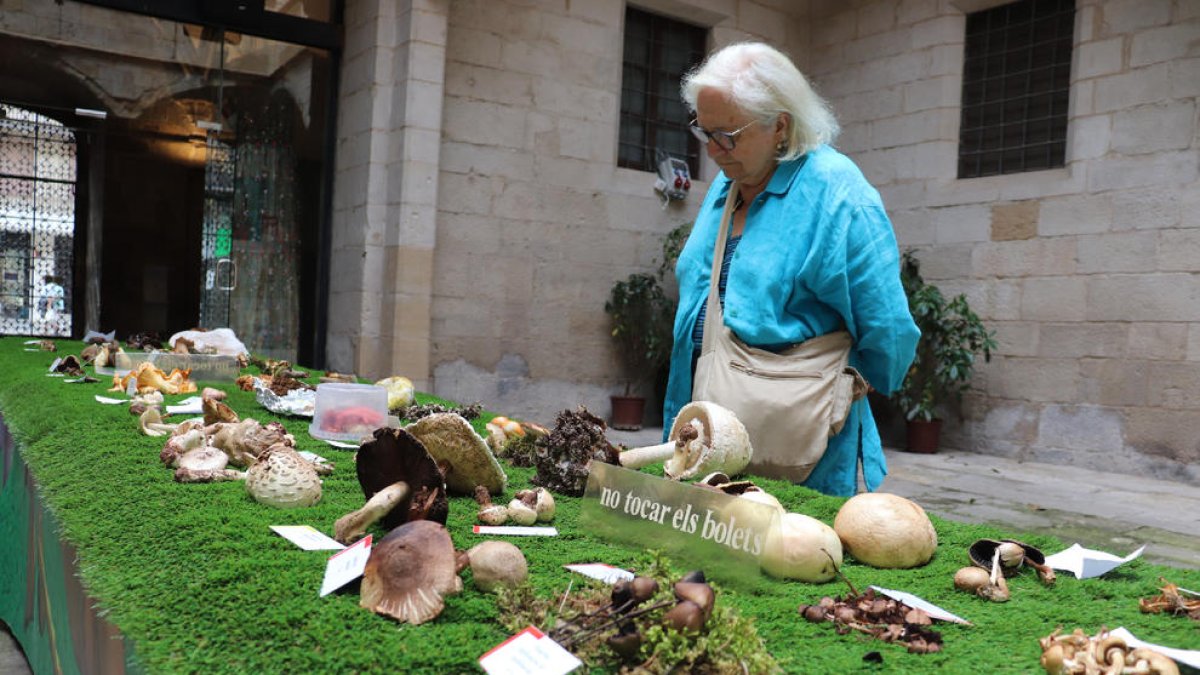 La exposición en el patio del IEI recopila más de 90 especies de setas de las comarcas leridanas.