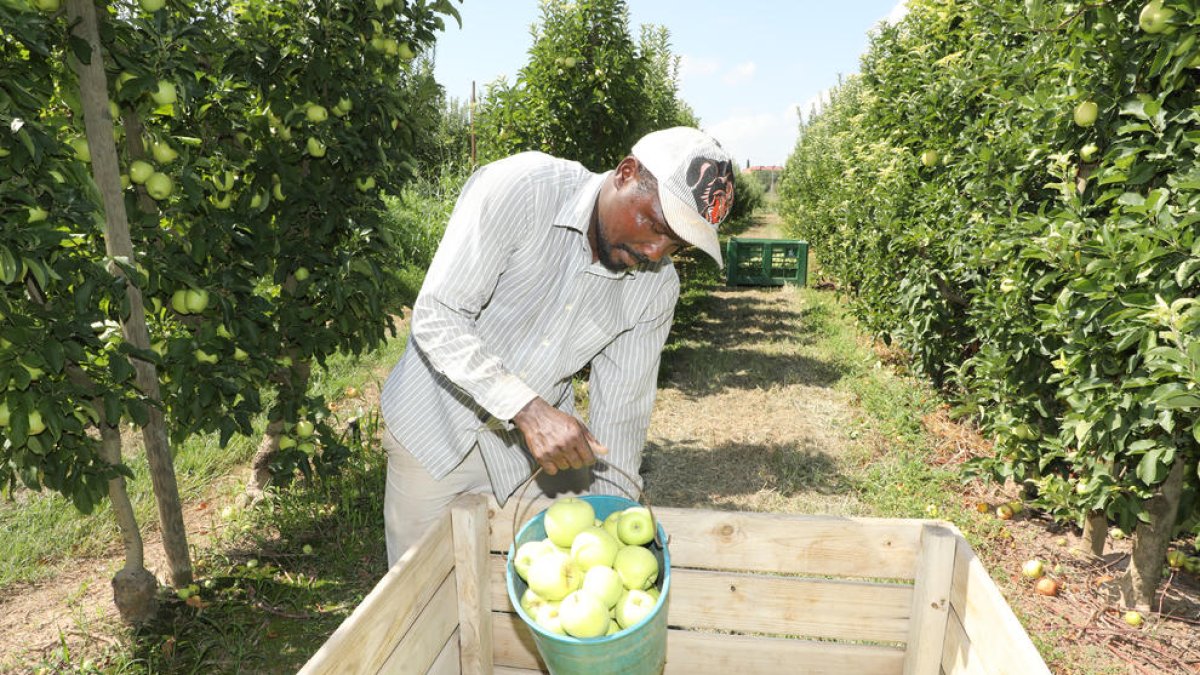 Recogida de Golden en 2022. El inicio de la recogida se adelantará este año entre 5 y 7 días.