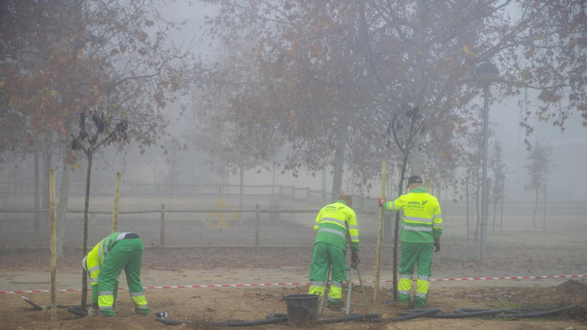 Operarios trabajando en la plantación de árboles.