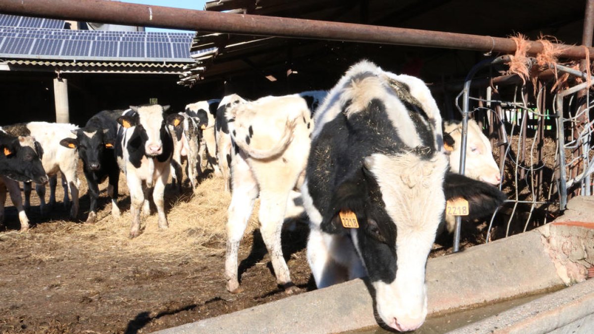 La alerta por la sequía mantiene en jaque a agricultores y ganaderos.