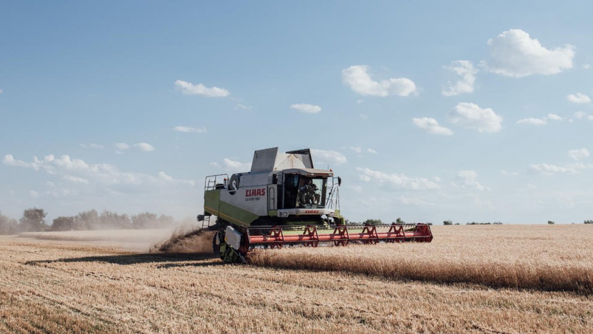 Imagen de un campo de cereales en Ucrania.