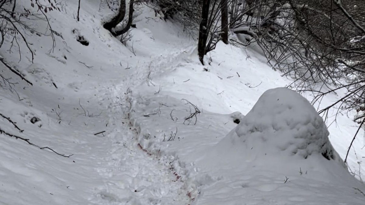 Quejas sobre las batidas de caza en Arán, donde senderistas afirman oír|sentir tiros y ver rastros de sangre en algunas rutas