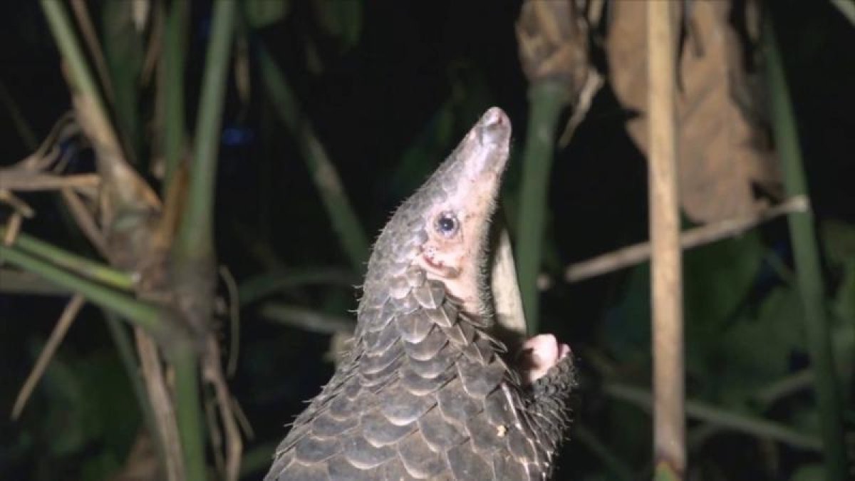 Las escamas del pangolín tienen supuestas propiedades curativas.