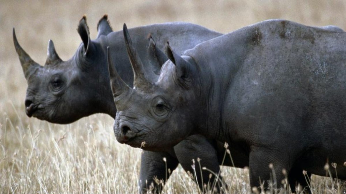 El rinoceront negre d'Àfrica, oficialment extingit