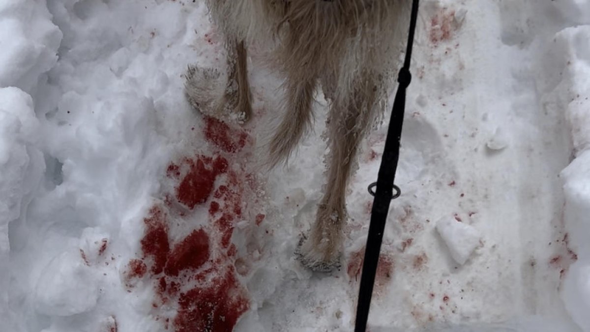 Un rastro de sangre en Aran.