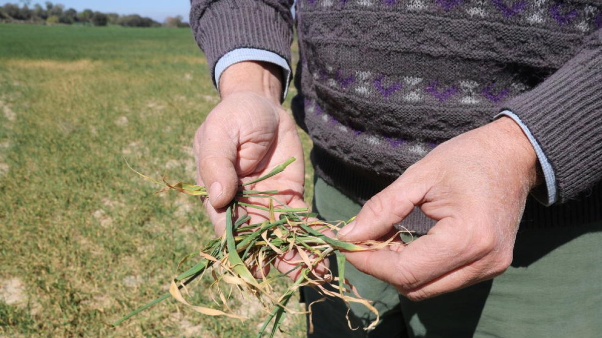 El coordinador comarcal d'UP a la Segarra, Xavier Recasens, mostra fulles d'ordi d'un camp de Cervera que s'estan assecant abans d'hora per la manca d'aigua.