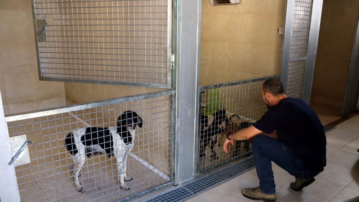 El dinamitzador del Refugi de Peluts de Lleida amb gossos del centre.