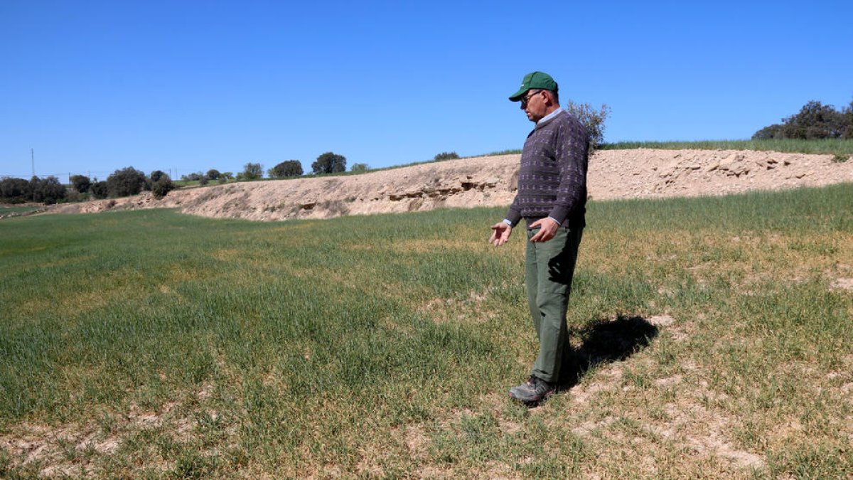 Una zona de cereal de secano en la comarca de la Segarra.