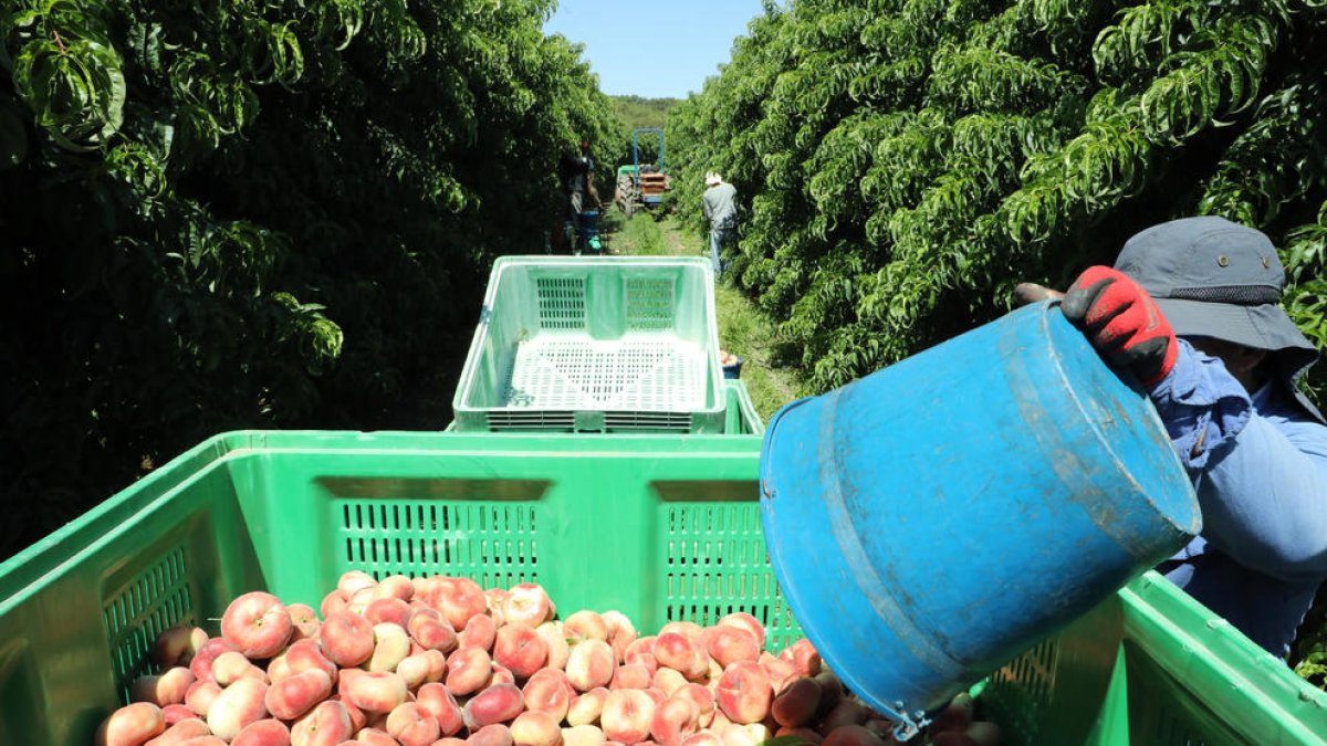 Agricultors i centrals han tingut problemes per trobar treballadors aquesta campanya.