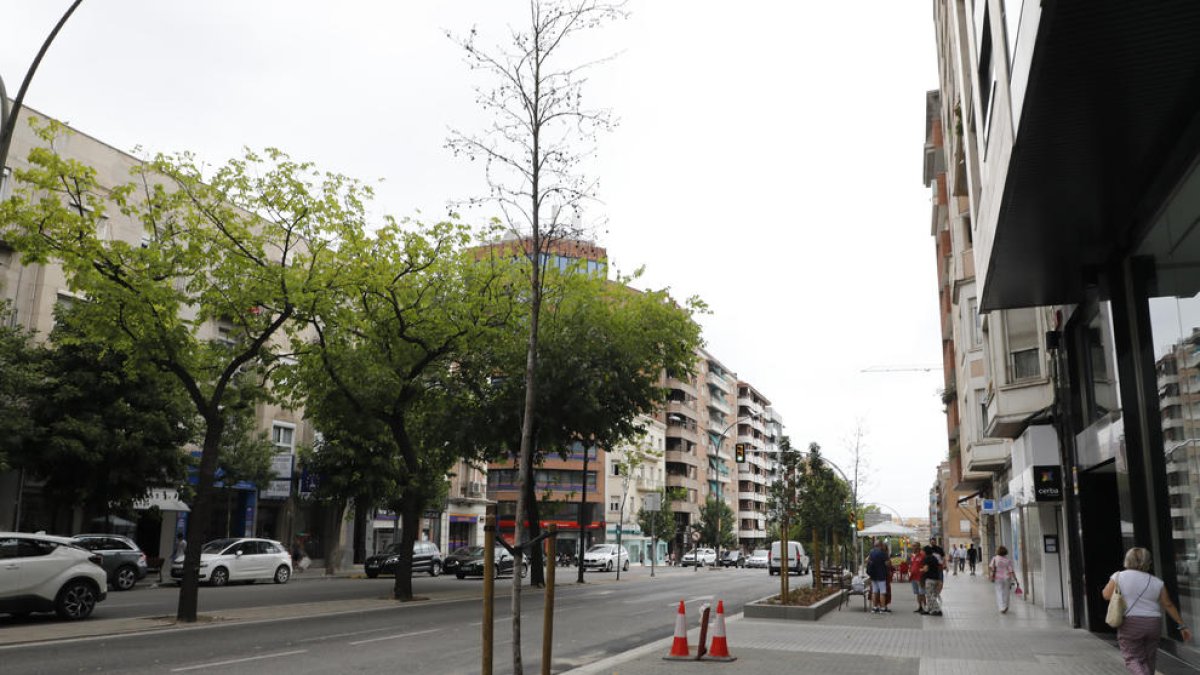 Arbres morts a la nova Prat de la Riba de Lleida